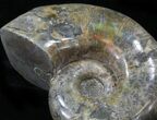 Polished Ammonite (Anapuzosia?) Fossil - Madagascar #29848-1